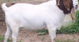 Boer Goat.jpg